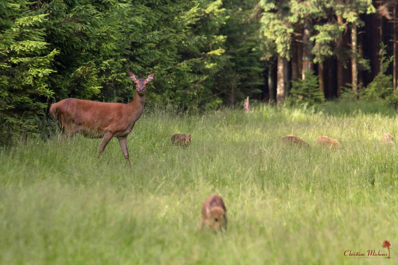 Domaine Des Hautes Fagnes Ovifat Esterno foto